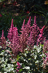 Visions Volcano Astilbe (Astilbe chinensis 'Visions Volcano') at Parkland Garden Centre