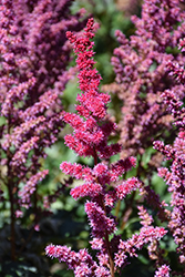 Visions Volcano Astilbe (Astilbe chinensis 'Visions Volcano') at Parkland Garden Centre