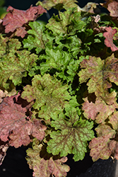 Splashberry Coral Bells (Heuchera 'Splashberry') at Parkland Garden Centre