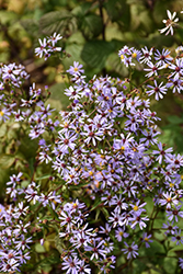 Blue Wood Aster (Symphyotrichum cordifolium) at Parkland Garden Centre