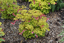 Ruby Gold Bleeding Heart (Dicentra spectabilis 'Ruby Gold') at Parkland Garden Centre