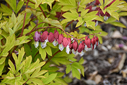 Ruby Gold Bleeding Heart (Dicentra spectabilis 'Ruby Gold') at Parkland Garden Centre