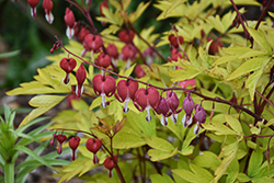 Ruby Gold Bleeding Heart (Dicentra spectabilis 'Ruby Gold') at Parkland Garden Centre