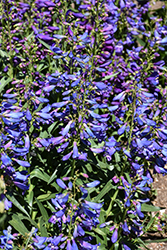 Pristine Blue Beardtongue (Penstemon barbatus 'Pristine Blue') at Parkland Garden Centre