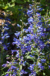 Pristine Blue Beardtongue (Penstemon barbatus 'Pristine Blue') at Parkland Garden Centre