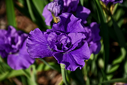 Kaboom Siberian Iris (Iris sibirica 'Kaboom') at Parkland Garden Centre