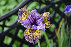 Purring Tiger Siberian Iris (Iris sibirica 'Purring Tiger') at Parkland Garden Centre