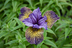 Purring Tiger Siberian Iris (Iris sibirica 'Purring Tiger') at Parkland Garden Centre