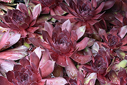 Chick Charms Giant Maroon Mountain Hens And Chicks (Sempervivum 'Maroon Mountain') at Parkland Garden Centre