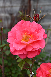 Cinnamon Hearts Rose (Rosa 'VLR13003') at Parkland Garden Centre