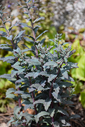 SunSparkler Sapphire Tuffet Stonecrop (Sedum 'Sapphire Tuffet') at Parkland Garden Centre