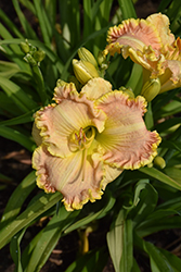 Singular Sensation Daylily (Hemerocallis 'Singular Sensation') at Parkland Garden Centre