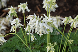 White Diamonds Fern-leaved Bleeding Heart (Dicentra 'White Diamonds') at Parkland Garden Centre