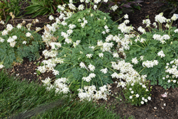 White Diamonds Fern-leaved Bleeding Heart (Dicentra 'White Diamonds') at Parkland Garden Centre