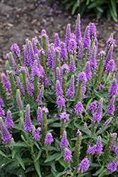 Magic Show Purple Illusion Speedwell (Veronica 'Purple Illusion') at Parkland Garden Centre