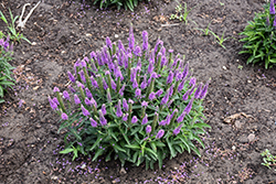 Magic Show Purple Illusion Speedwell (Veronica 'Purple Illusion') at Parkland Garden Centre