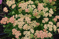 New Vintage Teracotta Yarrow (Achillea millefolium 'Balvinterra') at Parkland Garden Centre