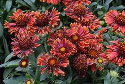 SpinTop Mariachi Red Sky Blanket Flower (Gaillardia aristata 'SpinTop Mariachi Red Sky') at Parkland Garden Centre