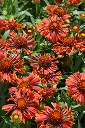 SpinTop Mariachi Red Sky Blanket Flower (Gaillardia aristata 'SpinTop Mariachi Red Sky') at Parkland Garden Centre