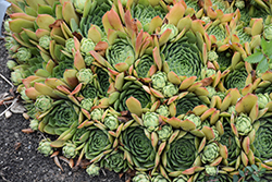 Silver King Hens And Chicks (Sempervivum 'Silver King') at Parkland Garden Centre