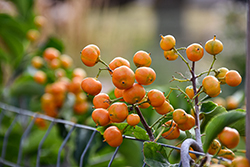 Autumn Revolution American Bittersweet (Celastrus scandens 'Bailumn') at Parkland Garden Centre