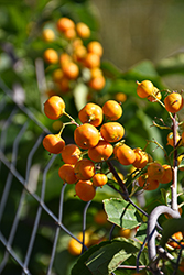 Autumn Revolution American Bittersweet (Celastrus scandens 'Bailumn') at Parkland Garden Centre