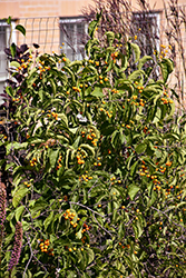 Autumn Revolution American Bittersweet (Celastrus scandens 'Bailumn') at Parkland Garden Centre