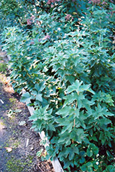 Ben Nevis Black Currant (Ribes nigrum 'Ben Nevis') at Parkland Garden Centre