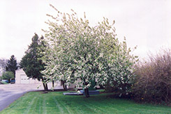 Commutata Mayday (Prunus padus 'var. commutata') at Parkland Garden Centre