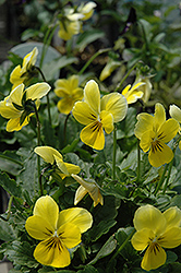 Princess Yellow Pansy (Viola cornuta 'Princess Yellow') at Parkland Garden Centre