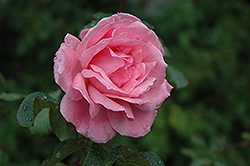 Queen Elizabeth Rose (Rosa 'Queen Elizabeth') at Parkland Garden Centre