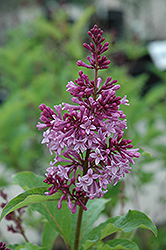 Royalty Lilac (Syringa x prestoniae 'Royalty') at Parkland Garden Centre