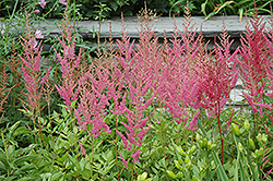 Visions in Pink Chinese Astilbe (Astilbe chinensis 'Visions in Pink') at Parkland Garden Centre