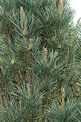 Scotch Sentinel Pine (Pinus sylvestris 'Fastigiata') at Parkland Garden Centre