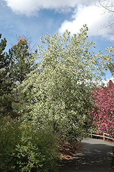 Mayday (Prunus padus) at Parkland Garden Centre