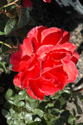 Lasting Peace Rose (Rosa 'Meihurge') at Parkland Garden Centre