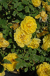 Persian Yellow Rose (Rosa 'Persian Yellow') at Parkland Garden Centre