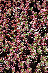 Red Carpet Stonecrop (Sedum spurium 'Red Carpet') at Parkland Garden Centre