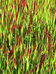 Red Baron Japanese Blood Grass (Imperata cylindrica 'Red Baron') at Parkland Garden Centre
