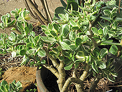 Variegated Jade Plant (Crassula ovata 'Variegata') at Parkland Garden Centre