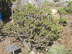 Hobbit Jade Plant (Crassula ovata 'Hobbit') at Parkland Garden Centre