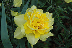 Full House Daffodil (Narcissus 'Full House') at Parkland Garden Centre