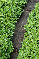 Green Carpet Japanese Spurge (Pachysandra terminalis 'Green Carpet') at Parkland Garden Centre