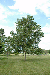 Tristis Poplar (Populus x tristis) at Parkland Garden Centre