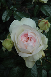 Bolero Rose (Rosa 'Meidelweis') at Parkland Garden Centre