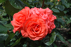 Marmalade Skies Rose (Rosa 'Marmalade Skies') at Parkland Garden Centre