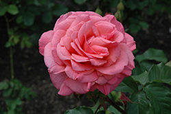 Kiss Me Rose (Rosa 'Kiss Me') at Parkland Garden Centre