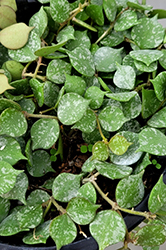 Curtis' Tiny Leaf Wax Plant (Hoya curtisii) at Parkland Garden Centre
