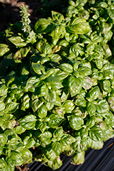 Genovese Basil (Ocimum basilicum 'Genovese') at Parkland Garden Centre