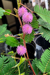 Sensitive Plant (Mimosa pudica) at Parkland Garden Centre